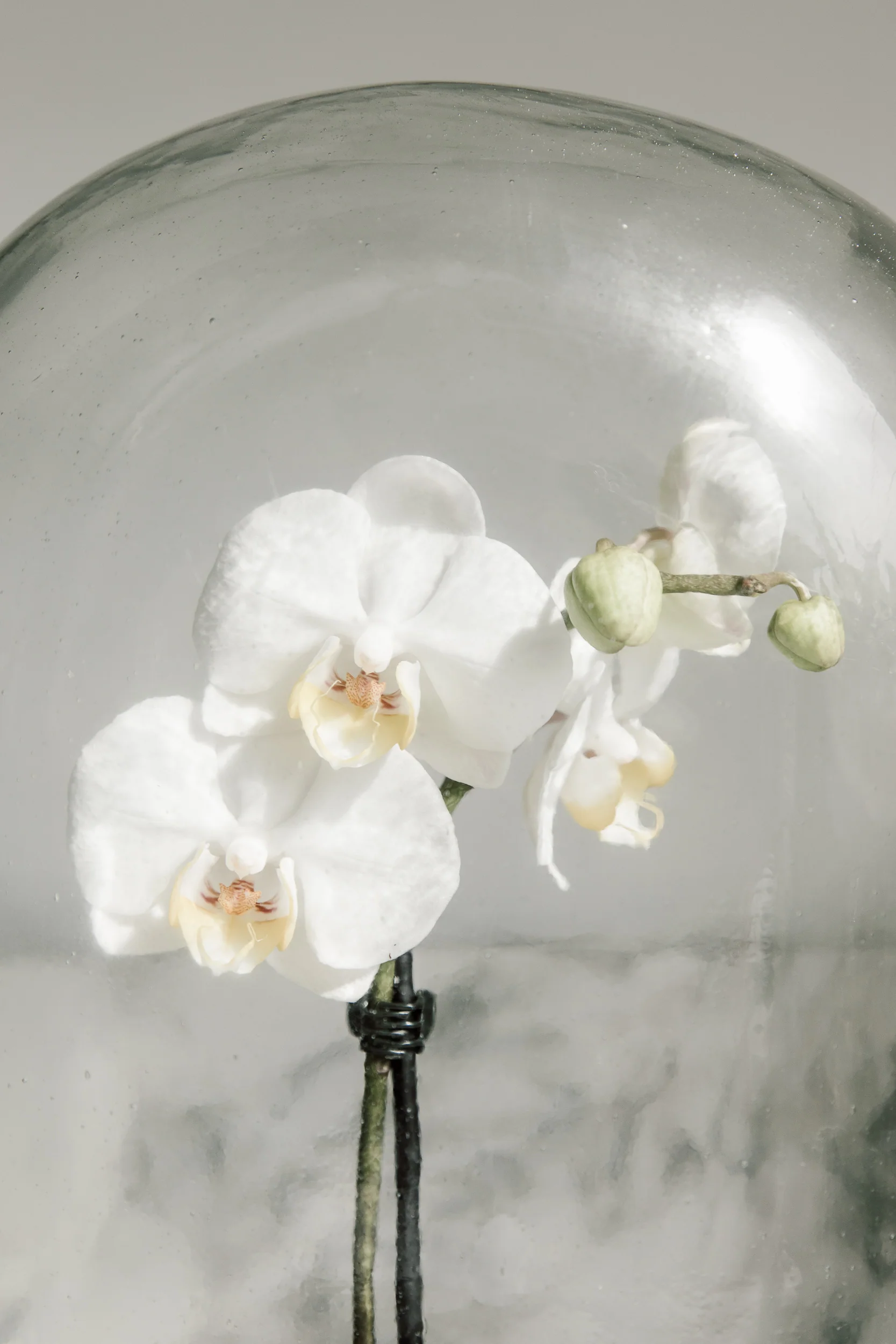 DISPLAY GLASS DOME - Image 10