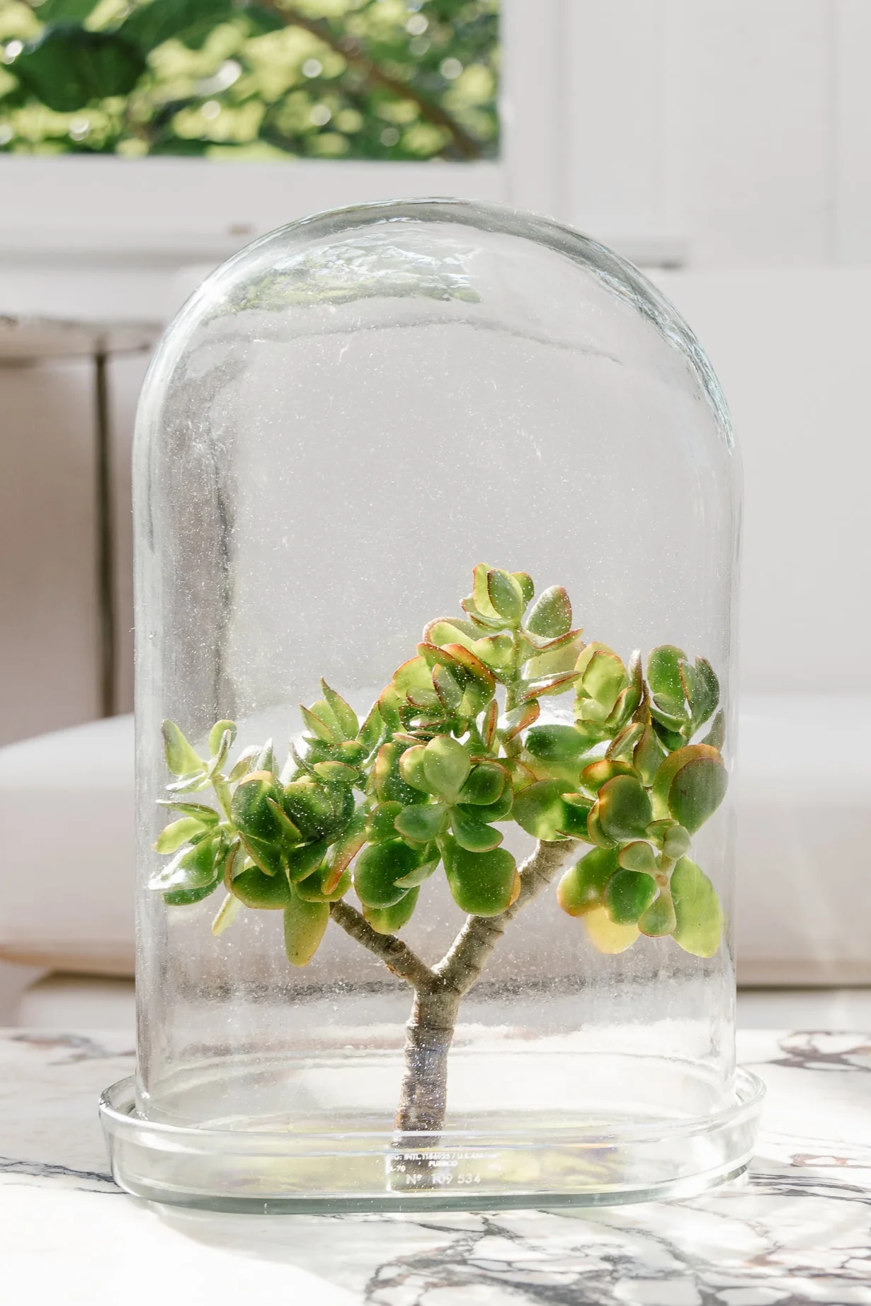 DISPLAY GLASS DOME - Image 5